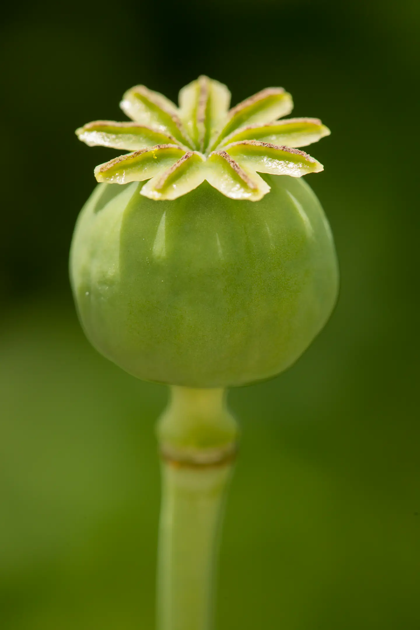 Poppy Flower